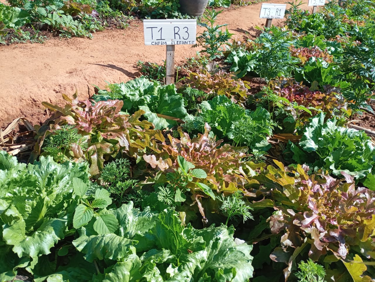 Orgânico Inteligente – campo e agricultores, imagem 3